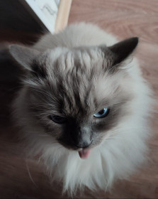 Нагиса, г. Благовещенск