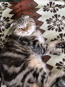 Пират, с. Константиновка