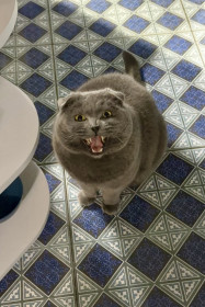 Платон, с. Чигири