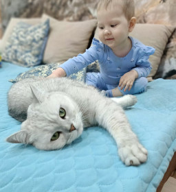 Барс, г. Благовещенск