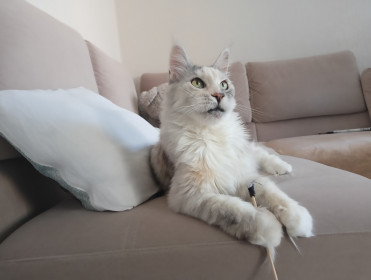 Джерри, г. Благовещенск