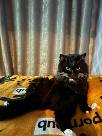 Черны, г. Тында