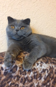 Лори, г. Благовещенск