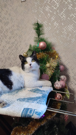 Даша, с. Константиновка