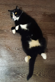 Кипиш-подкидыш, пгт Чульман