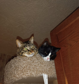 Вася и Кипиш, г. Нерюнгри