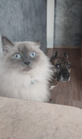 Франц, г. Благовещенск