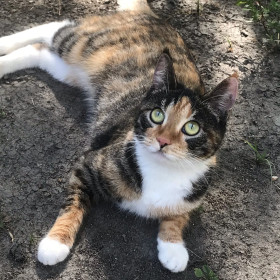 Рысь, г. Белогорск