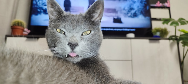 Кода, г. Благовещенск