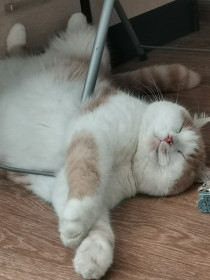 Персик, г. Благовещенск