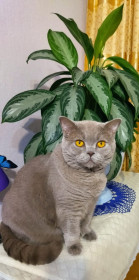 Царь, г. Благовещенск