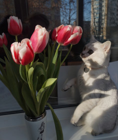 Арчи, г. Благовещенск