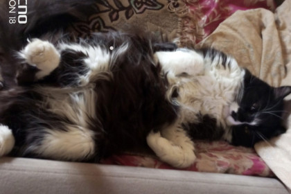 Василий Чайковский, г. Благовещенск