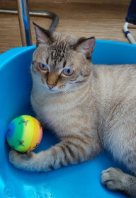 Симка, г. Благовещенск