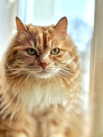 Фосьен, с. Ивановка Ивановский округ