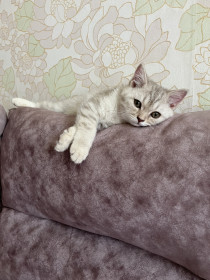 Боня, г.Благовещенск