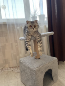 Кошка Ася из Благовещенска