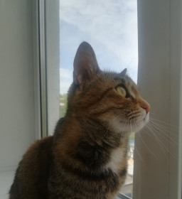 Алиса, г. Райчихинск