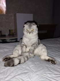 Кот Зевс из Благовещенска