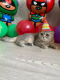 Симба из с.Возжаевка!