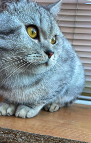 Симба, г. Белогорск