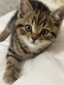 Марсель, г. Тында