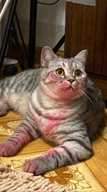 Николь, г. Тында