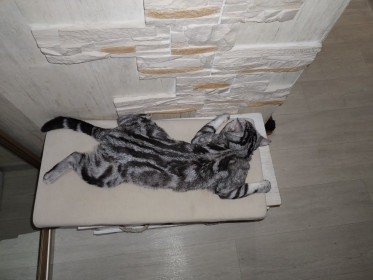 Бася, г. Благовещенск