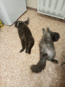 Томас и Димон, г. Благовещенск