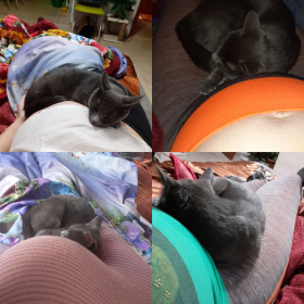 Мурка, г. Зея