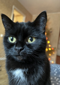 Плюша, г. Сургут