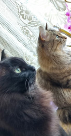 Люся и Мусяля, г. Тында