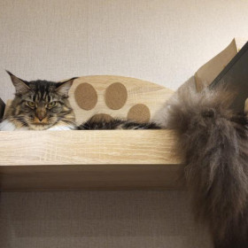 Прада, г. Тында