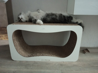 Тимофей, г. Тында