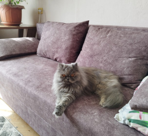 Ника, г. Благовещенск