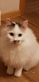 Беляш, г. Благовещенск