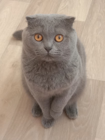 Бантик, г. Райчихинск