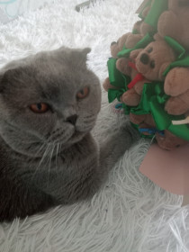 Лайкуся, г. Белогорск