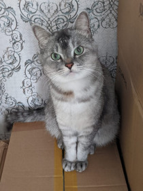 Гуфи, г. Благовещенск