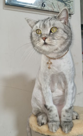 Лео, г. Белогорск