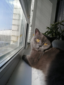 Пушок, г. Белогорск