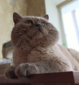 Каспер, г. Благовещенск