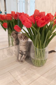 Сима, г. Благовещенск