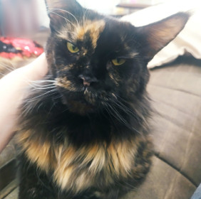 Софья, г. Благовещенск