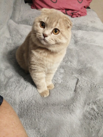 Персик, с. Тыгда