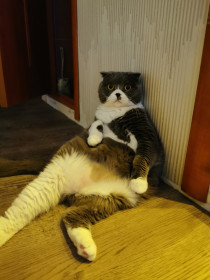 Дыма, г. Благовещенск