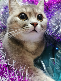 Миси, г. Зея