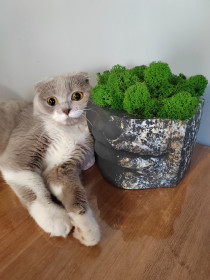 Буся, с. Кантон-Коммуна