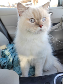 Олег, с. Кантон-Коммуна