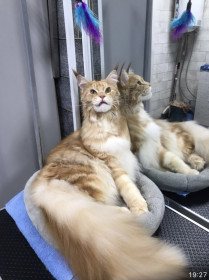 Леон, г. Тында